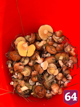 Саратовцы собирают грибы ящиками и ведрами